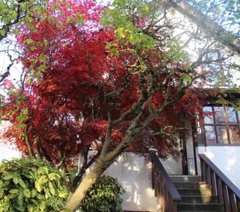 John'S House In Vancouver West Kültér fotó